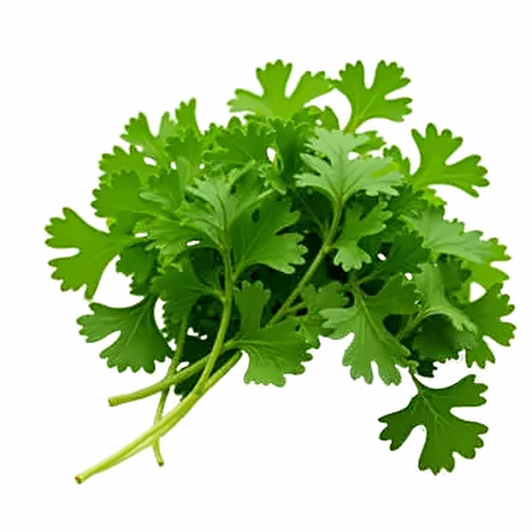 A bunch of fresh green coriander leaves
