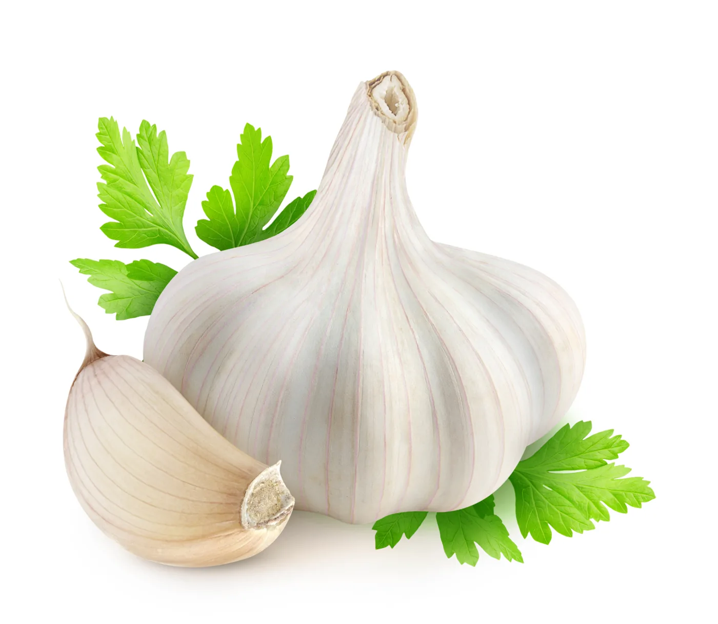 A fresh garlic bulb and clove with green leaves