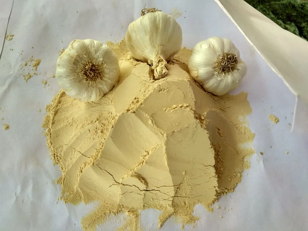Dehydrated garlic powder with fresh garlic bulbs