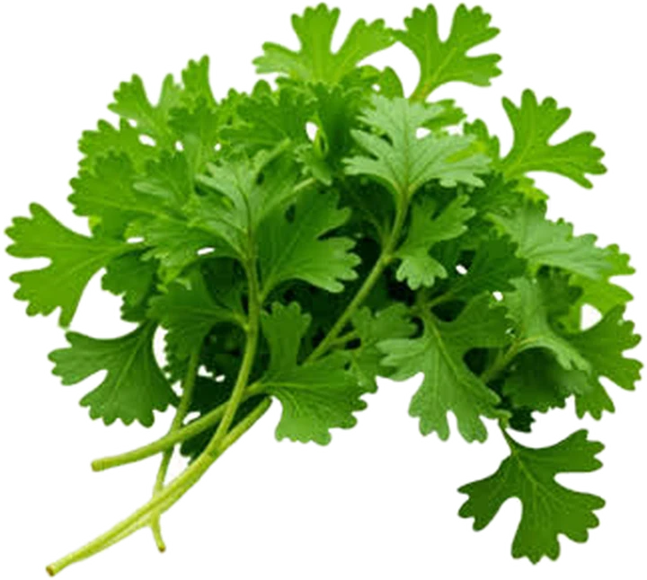 Fresh coriander leaves